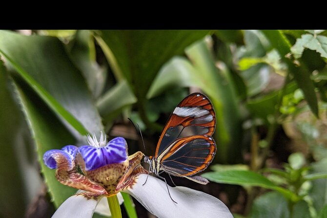 monteverde-butterfly-gardens-tour