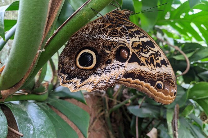 monteverde-butterfly-gardens-tour