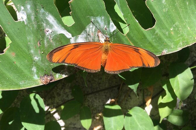 monteverde-butterfly-gardens-tour