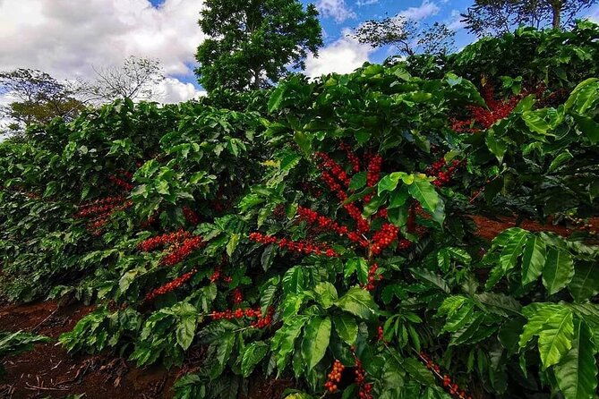 monteverde-cloud-forest-and-coffee-tour-shore-excursion