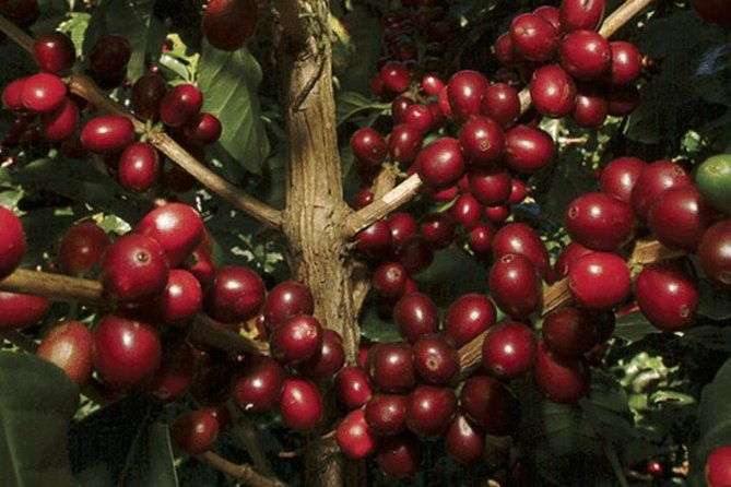 monteverde-cloud-forest-and-coffee-tour-shore-excursion