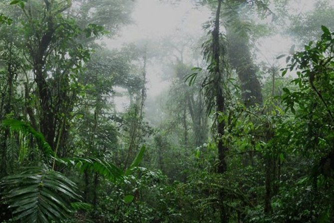 monteverde-cloud-forest-and-coffee-tour-shore-excursion