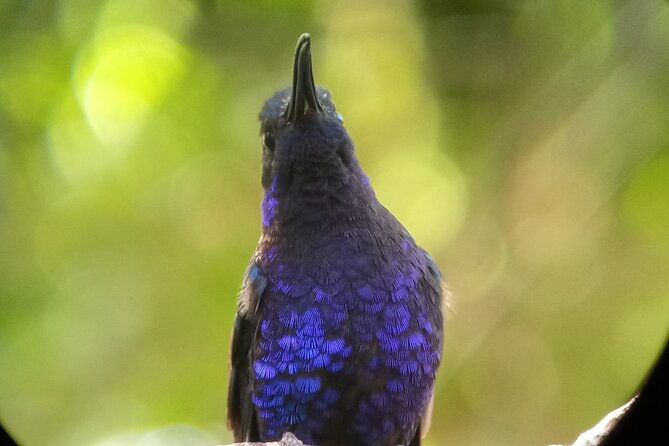 monteverde-cloud-forest-birdwatching-tour