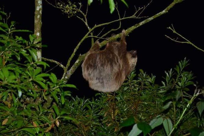 monteverde-cloud-forest-guided-night-walk