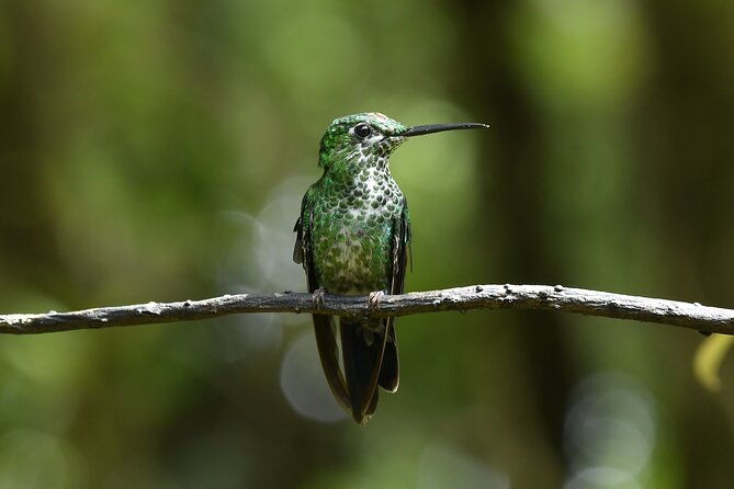 monteverde-cloud-forest-guided-tour