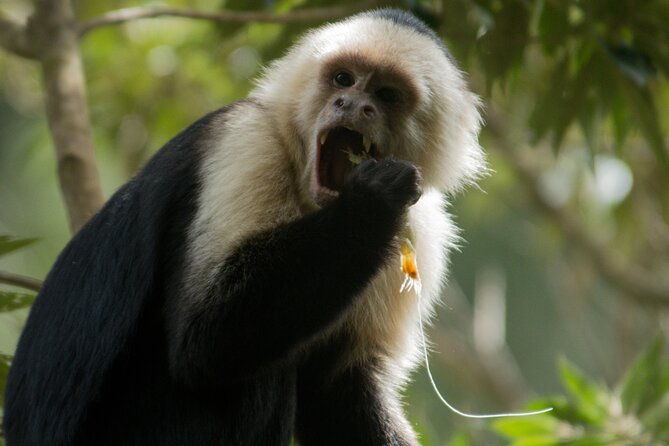 monteverde-cloud-forest-guided-tour