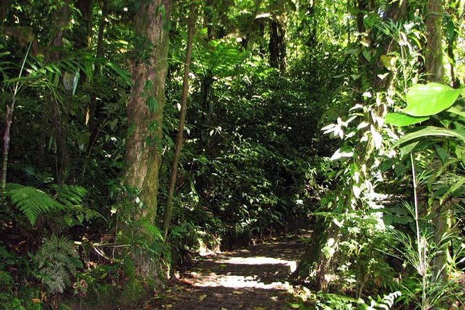 monteverde-cloud-forest-hanging-bridges
