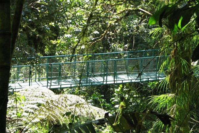 monteverde-cloud-forest-hanging-bridges