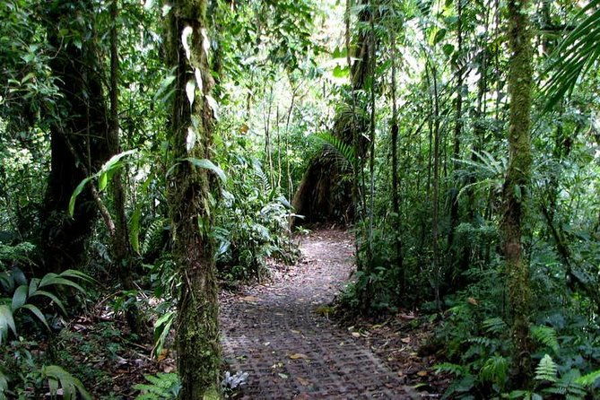 monteverde-cloud-forest-hanging-bridges