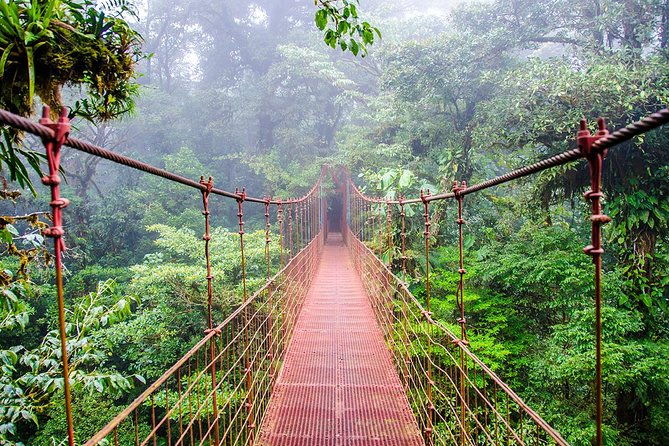 monteverde-cloud-forest-reserve-guided-walk
