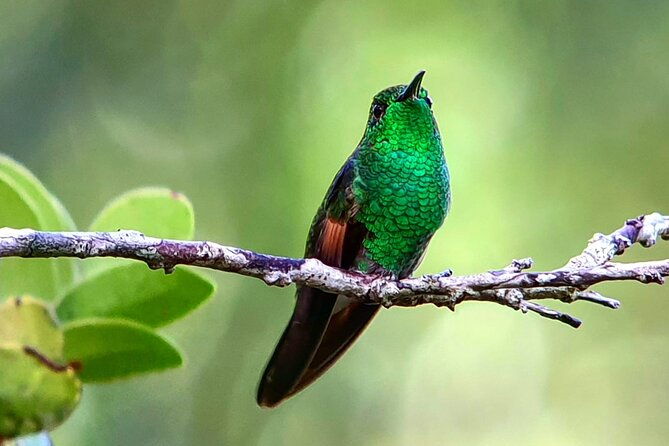 monteverde-cloud-forest-tour-3