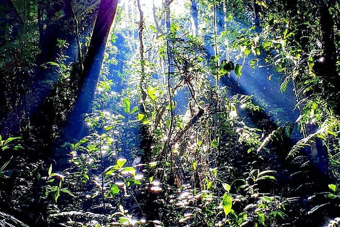 monteverde-cloud-forest-tour-3