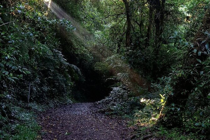 monteverde-cloud-forest-tour-3