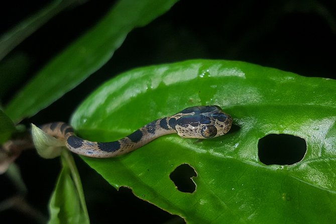 monteverde-night-tour-with-a-certified-tour-guide-6-pm-or-8-pm