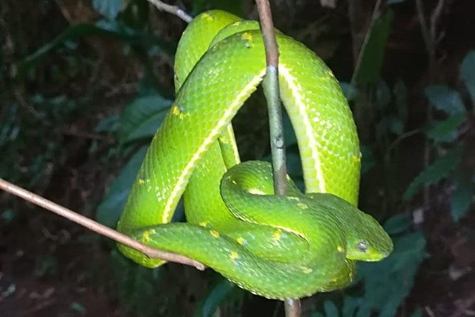 monteverde-night-tour-with-a-certified-tour-guide-6-pm-or-8-pm