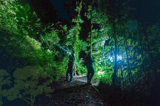 monteverde-night-tour-with-a-certified-tour-guide-6-pm-or-8-pm