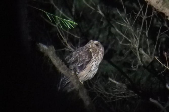 monteverde-night-tour-with-a-certified-tour-guide-6-pm-or-8-pm