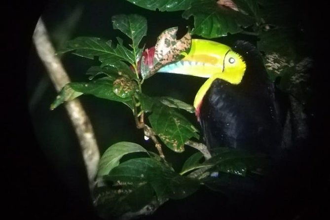 monteverde-night-tour-with-a-certified-tour-guide-6-pm-or-8-pm