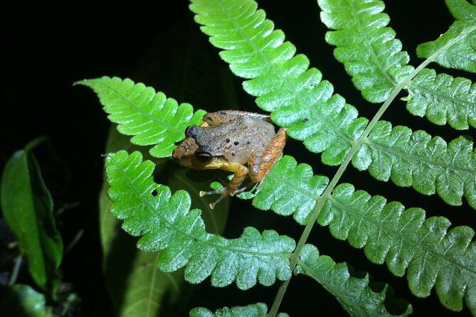 monteverde-night-walk-tour