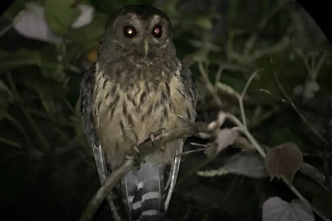 monteverde-night-walk-tour
