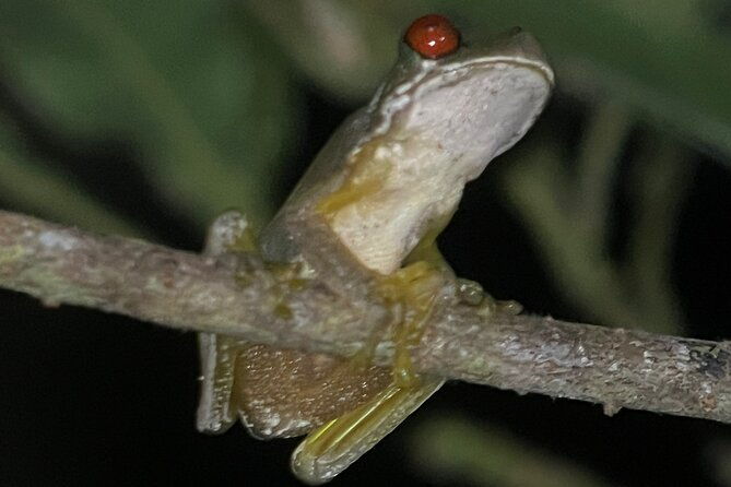 monteverde-night-walk-tour