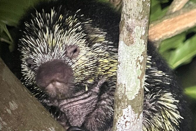monteverde-night-walk-tour