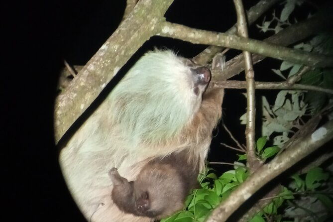 monteverde-rain-forest-night-walk