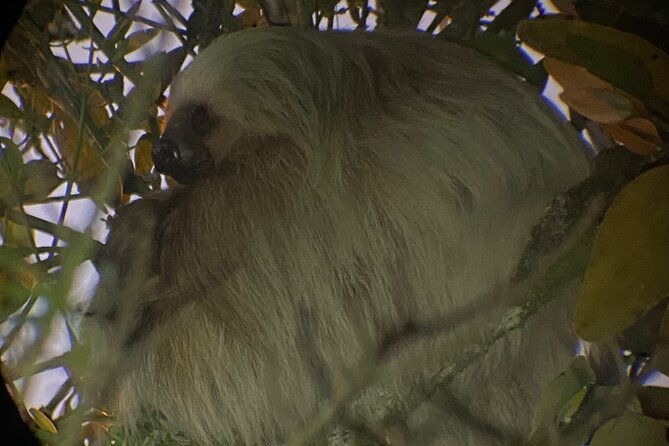 monteverde-tropical-forest-night-tour