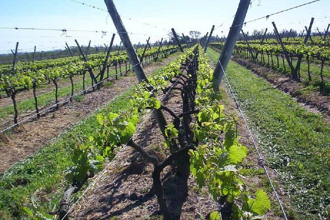 montevideo-wine-tour-with-tasting-and-lunch