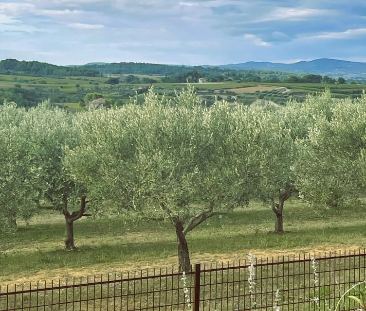 montpellier-visit-lavender-fields-and-an-olive-oil-mill