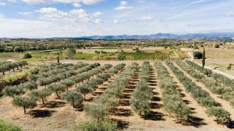 montpellier-visit-lavender-fields-and-an-olive-oil-mill