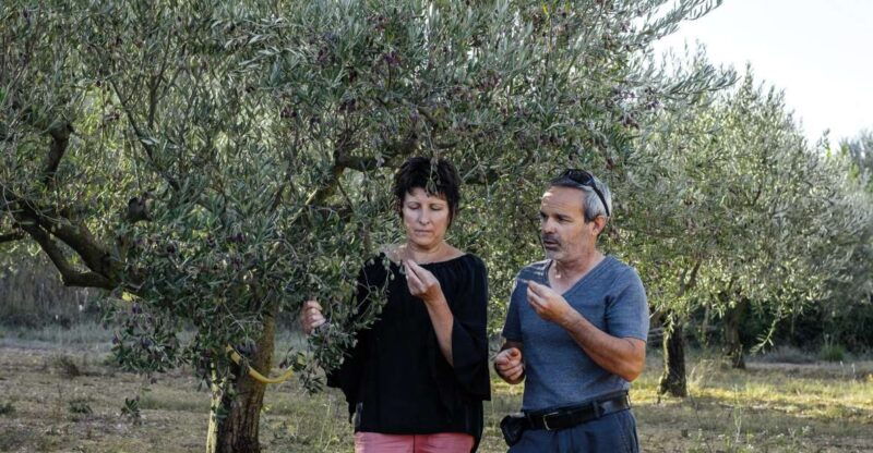 montpellier-visit-lavender-fields-and-an-olive-oil-mill