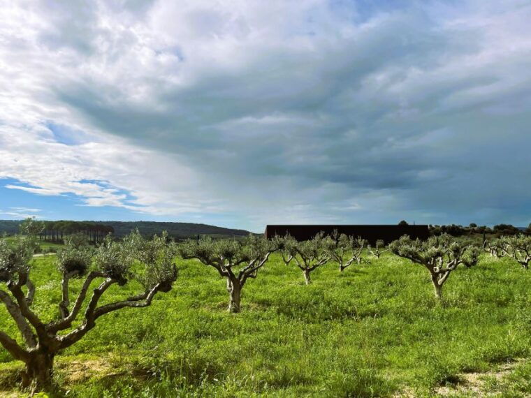 montpellier-visit-lavender-fields-and-an-olive-oil-mill