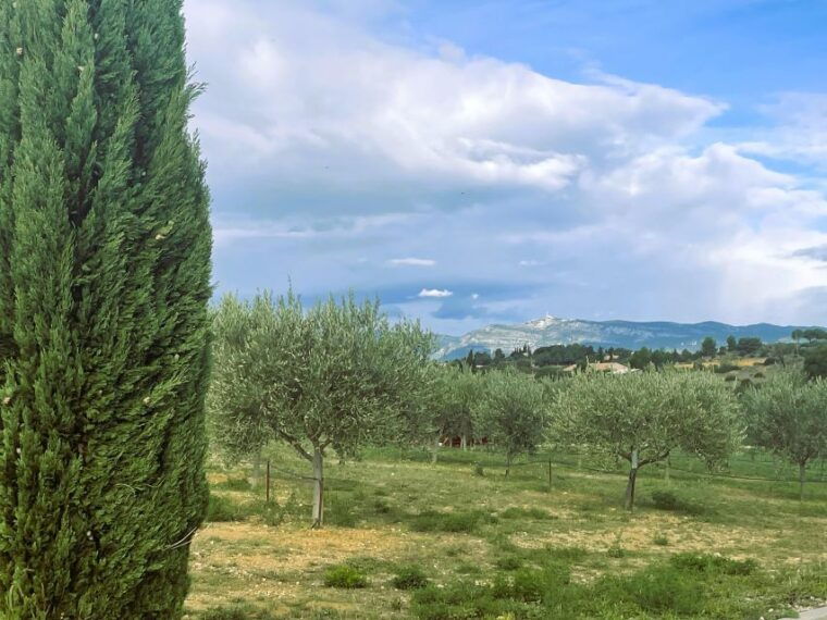 montpellier-visit-lavender-fields-and-an-olive-oil-mill