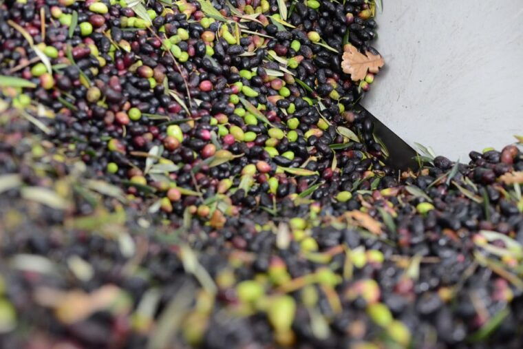montpellier-visit-lavender-fields-and-an-olive-oil-mill