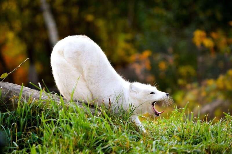 montreal-ecomuseum-zoo-entry-ticket