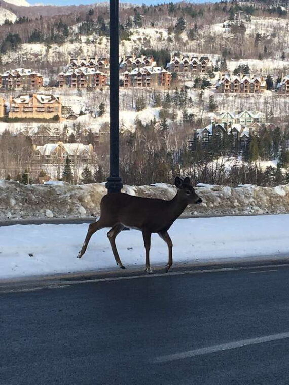 montreal-private-day-tour-to-mont-tremblant