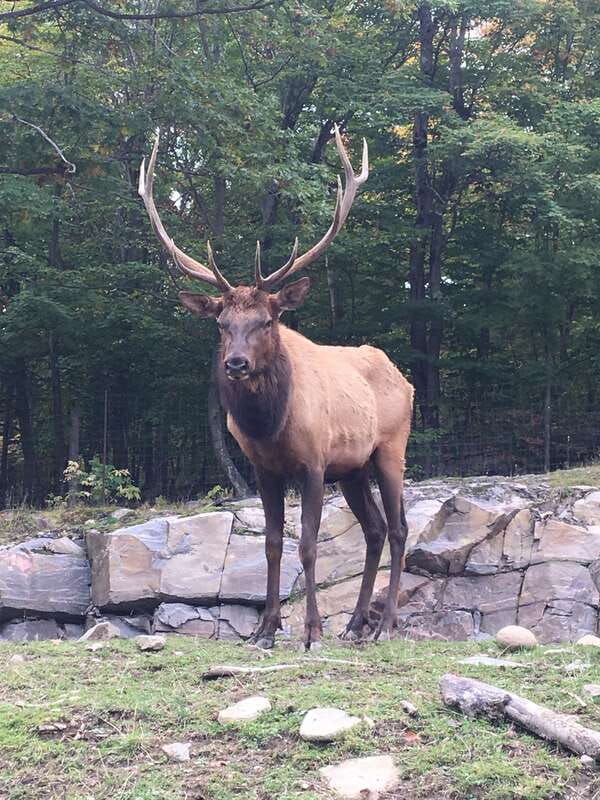montreal-private-day-tour-to-parc-omega-montebello-lodge