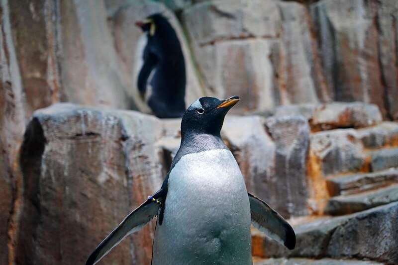 montreal-skip-the-line-biodome-private-tour-with-tickets
