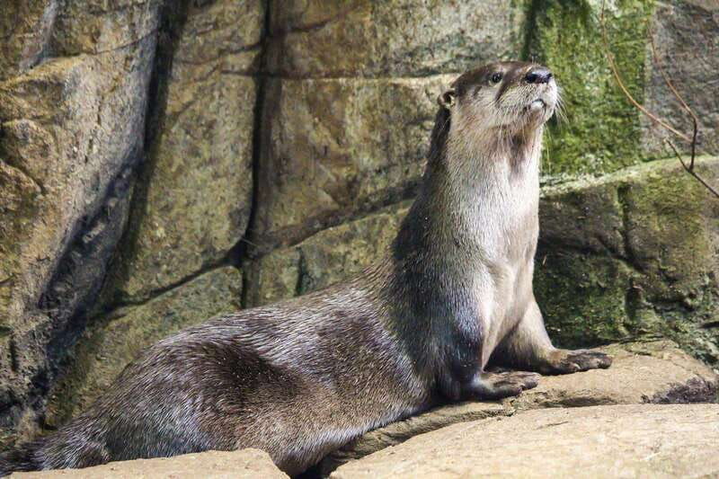 montreal-skip-the-line-biodome-private-tour-with-tickets