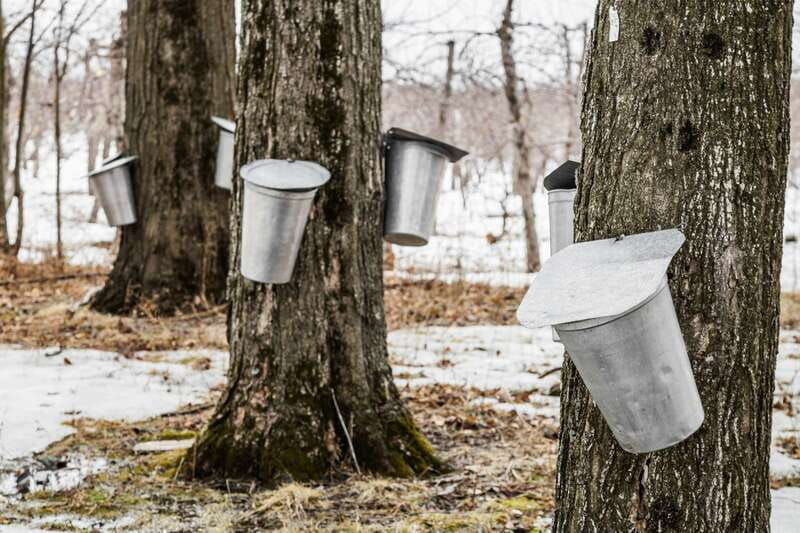 montreal-sugar-shack-maple-syrup-day-trip-with-lunch