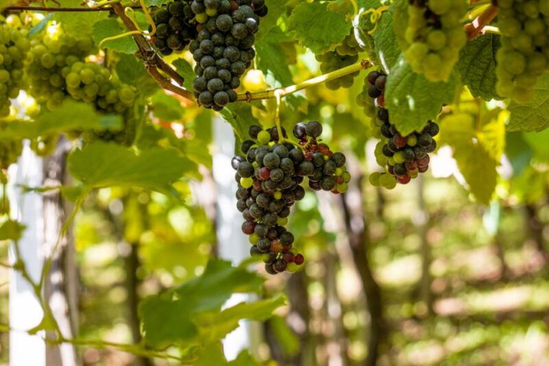 montserrat-cava-wineries-day-trip-from-barcelona-w-pickup