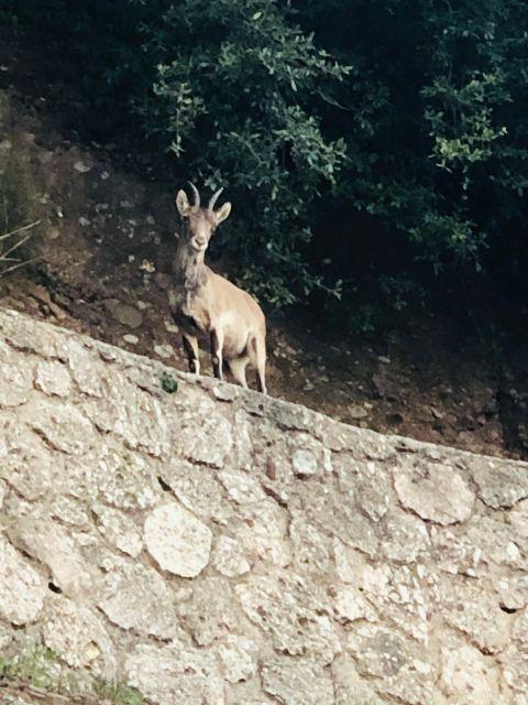 montserrat-cavas