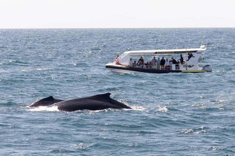 Mooloolaba: 2-Hour Whale Watching Adventure - Key Points