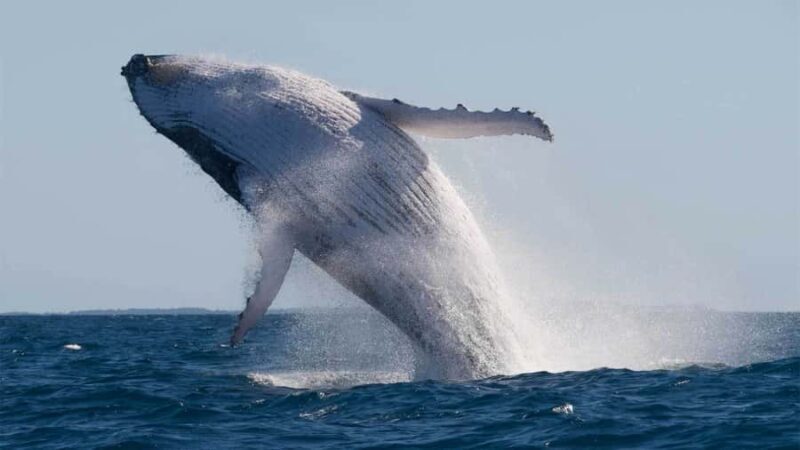Mooloolaba: 2-Hour Whale Watching Adventure - Price and Value