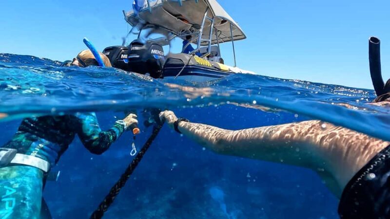 Mooloolaba: Turtle Snorkel & Swim at Mudjimba Island - The Experience in Detail