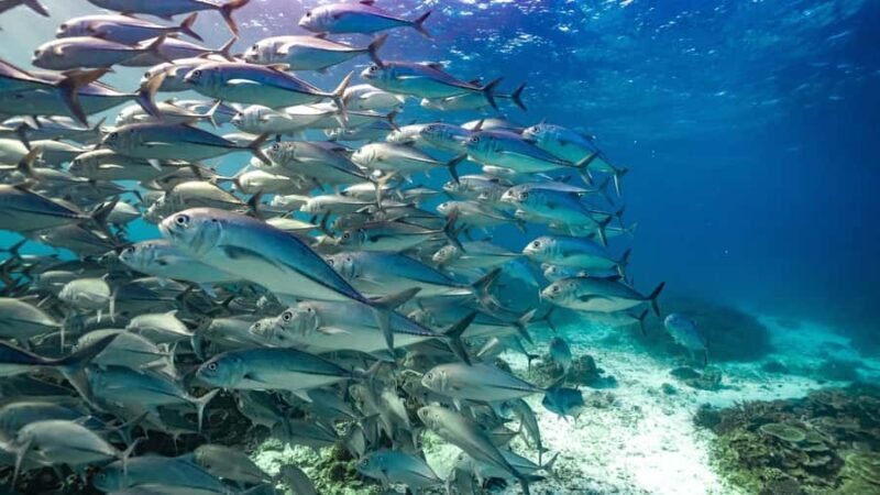 Mooloolaba: Turtle Snorkel & Swim at Mudjimba Island - Why This Tour Stands Out