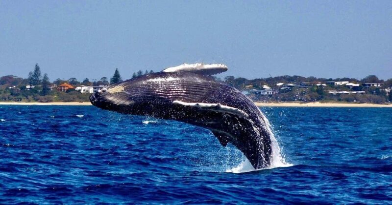 Mooloolaba: Whale Watching Cruise - What to Expect from the Mooloolaba Whale Watching Cruise