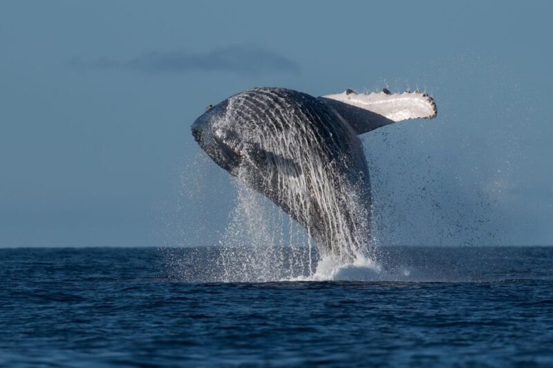 Mooloolaba: Whale Watching Cruise - The Real Experience: What Reviewers Have Said
