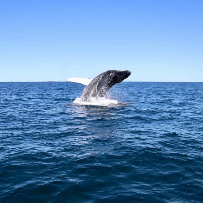 Mooloolaba: Whale Watching Cruise - Practical Details for Your Trip